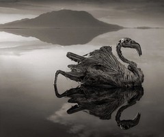 Petrified Reflected Flamingo, Lake Natron. Photogravure By Nick Brandt
