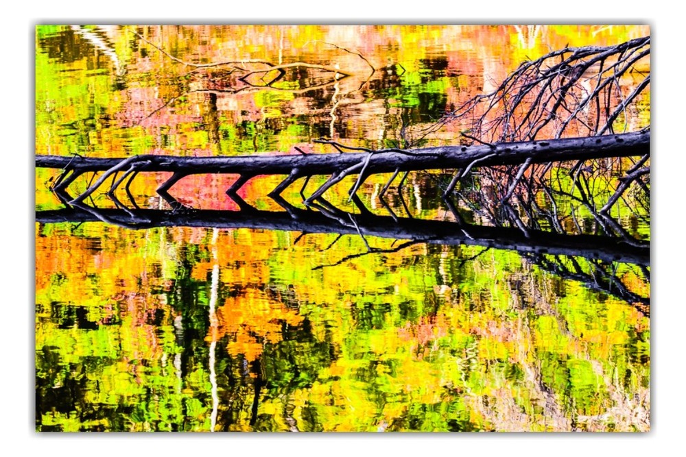 Nature Reflected in Water – Abstract Fine Art Nature Photography by Bear8Photo