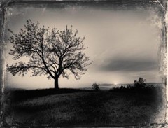 Lonely Tree J Edwards Original Art Tintype Limited Series From Artist C015