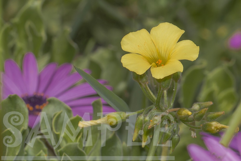 Yellow flower Oxalis garden Mediterranean Nature Picture Photo Photograph Print