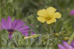 Yellow flower Oxalis garden Mediterranean Nature Picture Photo Photograph Print