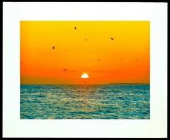 Free Birds 11×14″ Matted Art Photo Photograph Print Sunset Artwork Key West Fl