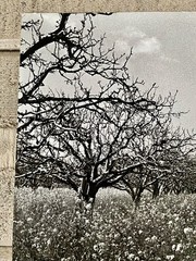 Fine Art Photography Black & White Print Orchard