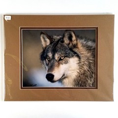 Wolf Photograph Professionally Matted Photo Professional Mat Dennis Blaisdell