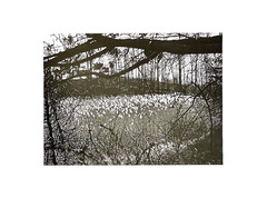 Original SIGNED N. JAY JAFFEE Gelatin Silver Photograph (Flowers in Landscape)