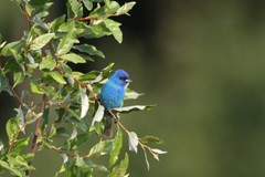 Indigo Bunting Photo, Pick One Image – Various Sizes