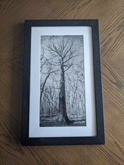 Original Black and White Photography, Nature, Tree, Custom 11×19