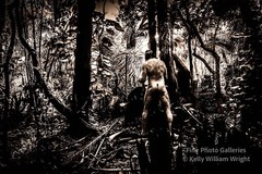 Original Male Nude KELLY WILLIAM WRIGHT Muscle Men JUNGLE WORK #7 – 13×18 Photo