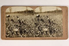 USA Mississippi Cotton Harvest 1899 Vintage Stereo Photo Analog