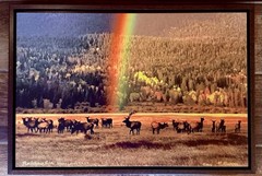 RMNP Rainbow Bull Elk & Harem The Sheep Lakes 14×20 Hardwood Float Framed Canvas