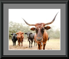 Hand signed Longhorn Cow Photograph w Canvas Texture on Styrene Board Print Art