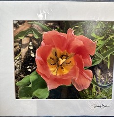 Michael Descher Wall Art 10×8 Lot Of 2 Flowers