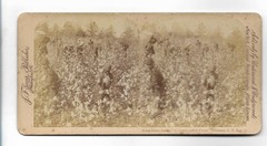 S5013/ Stereo Photo Black People Cotton Harvest Louisiana USA Photo 1892 J.F.Jarvis