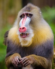 Mandrill Monkey 8″x10″ Photograph Print 8×10