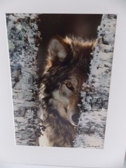 WOLF PHOTOGRAPH BY WARREN MAGILL LIMITED EDITION 20″ X 16″