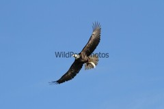 Eagle Photo 1, Pick One Image – Various Sizes