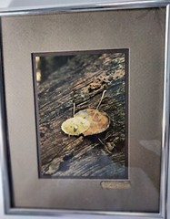Framed Original Fine Art Photograph by Art Gore Colorado Artist Aspen Fall…