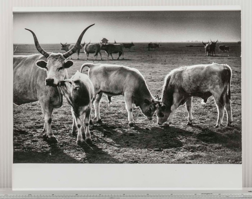 Vintage Farm Animal Photography Hungarian Grey Cattle Landscape B&W Photograph