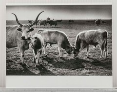 Vintage Farm Animal Photography Hungarian Grey Cattle Landscape B&W Photograph