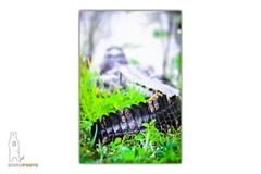 Alligator – Fine Art Photography Prints – by Bear8Photo