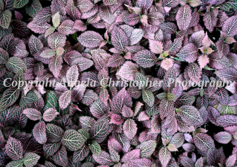 Original ACEO photo fine art print 2.5 x 3.5 in. PINK NERVE PLANT veined leaves