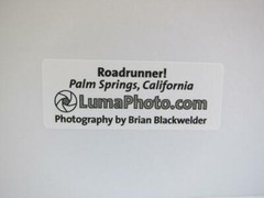 Roadrunner! Palm Springs CA 8×10 Photograph signed Brian Blackwelder – #76