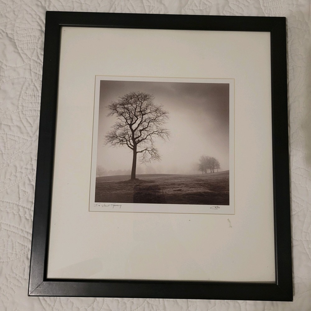 Calvo Trees «In Just Spring», Black & White Print By Richard Calvo, Framed