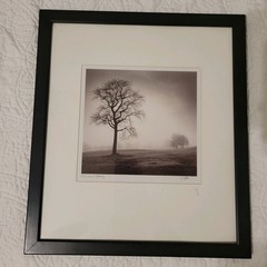 Calvo Trees «In Just Spring», Black & White Print By Richard Calvo, Framed