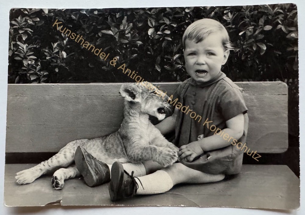 orig. Photo postcard zoo zoo animals tiger around 1968 child