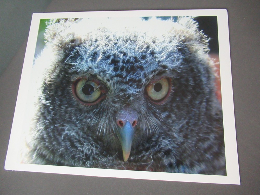 New Photographic of Close Up of An Owl – Color – 13″ x 16″ – e6 em