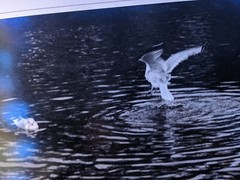 Take Off Birds LARGE ORIGINAL SIGNED ART PHOTO B&W STETTNER VTG MATTE NJ CAMERA