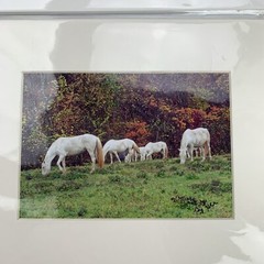 White Horse Pictures (Lot of 2) Animals Outdoors Photos