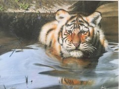 Wildlife Tiger In Water Photography Print, Signed, Framed, 14″ x 11″ (Image)