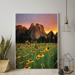 Yosemite Valley Sunflowers, Wildflowers in The Meadows, Yosemite National Park
