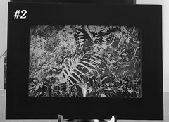 Framed Vulture Culture Photography: Pennsylvania Roadkill & Bones