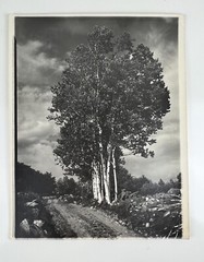 Vintage Large Black & White Photograph Photography Print White Birch Tree Nature