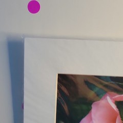 Duke Pat Brown Signed Photo Print Pats Camellia II Flower Botanical Ed 16/200