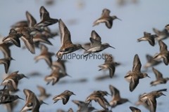 Dunlin Photo 1, Pick One Image – Various Sizes