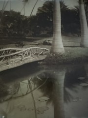 Moanalua Hawaiian islands Tinted Photo Nicely Framed Hawaii Palm trees