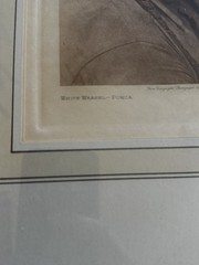 Edward S. Curtis Native American » White Weasel – Ponca » 1927 Photogravure