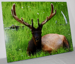 Bull Elk in Meadow «Velvet» 16″ x 20″ Mounted Wildlife Photo by Kim Barry