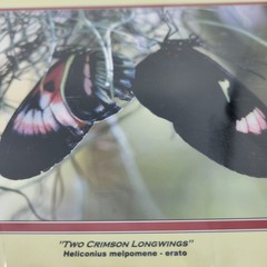 PHOTOGRAPHY Art Prints Lot 3 Vintage Butterfly Flowers Nature Photos – HW021