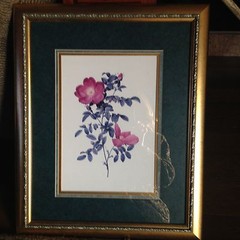 Picture of a rose