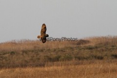 Short Eared Owl Photo, Pick One Image – Various Sizes