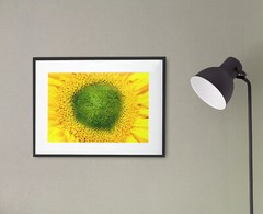 «EYE OF THE SUNFLOWER» 4×6 » MATTED AND FRAMED PHOTO PRINT, READY TO HANG