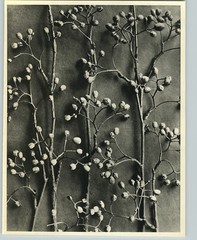 1942 Original BOTANICAL PLANT Pirus Alnifolia Flower Photo Art KARL BLOSSFELDT