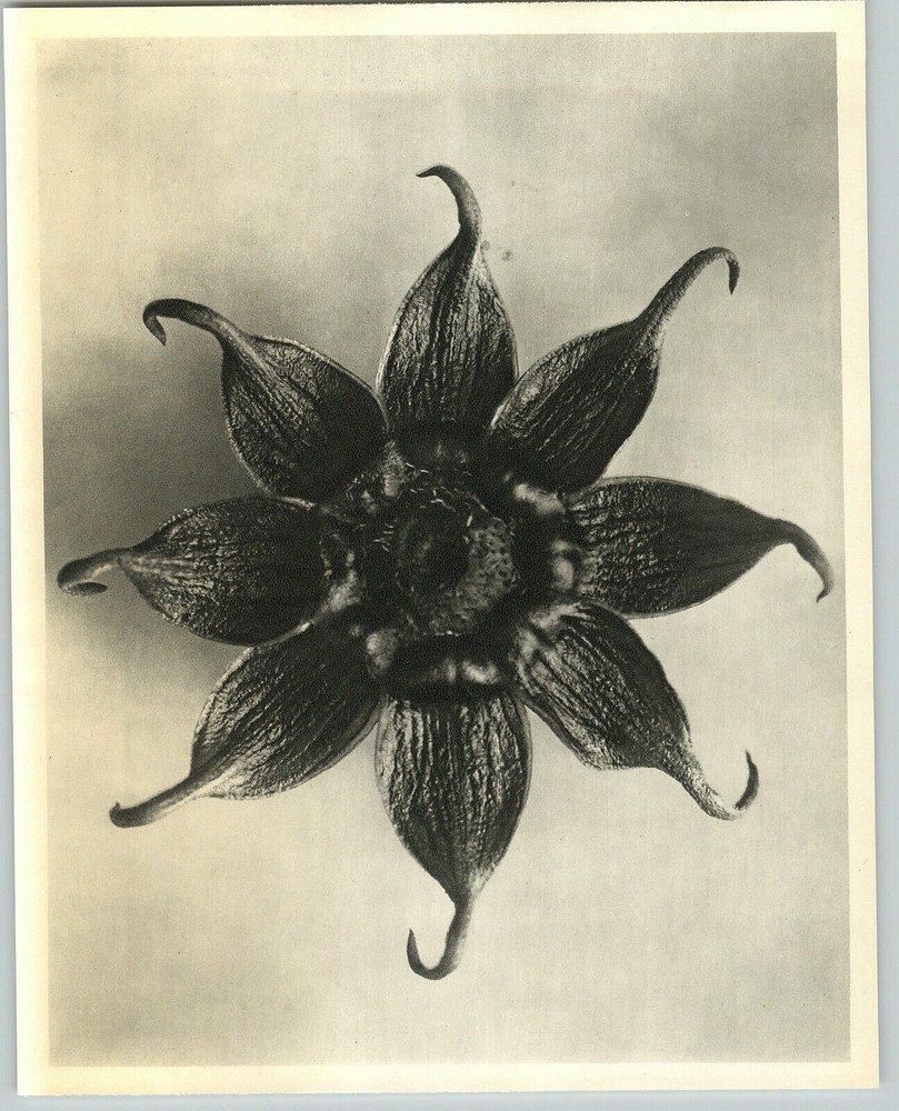 1942 Original BOTANICAL PLANT Garden Cosmos Flower Photo Art KARL BLOSSFELDT