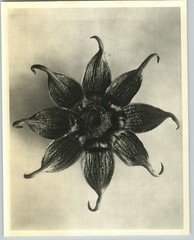 1942 Original BOTANICAL PLANT Garden Cosmos Flower Photo Art KARL BLOSSFELDT