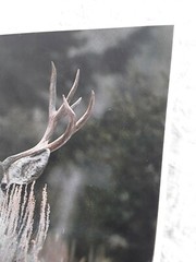 Mule Deer Buck Impact Life Like Photo Art Leonard Lee Rue III 1984