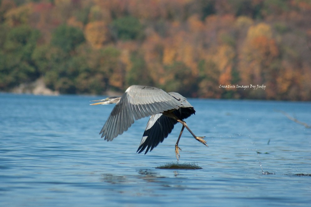All Crossed Up – Blue Heron